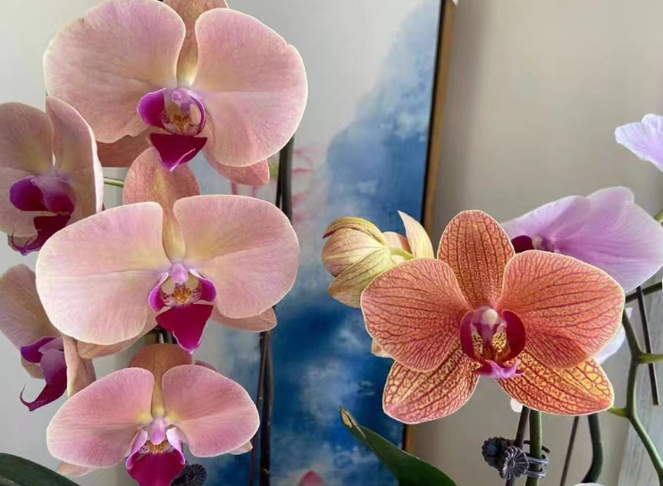 蝴蝶兰为什么要控根？蝴蝶兰不控根能开花吗？