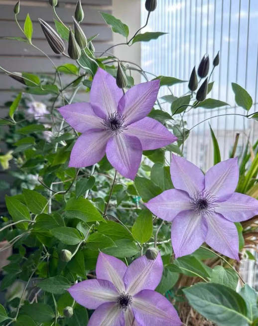 什么植物夏季需要小心照顾？夏天容易干枯掉叶子的花卉植物有哪些？