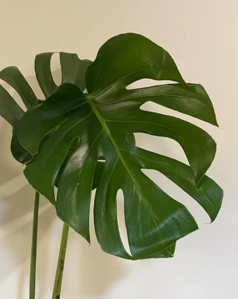 网红绿植到底能不能买？好看好养的室内网红植物有哪些？