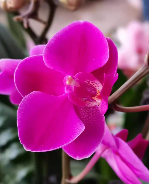 蝴蝶兰蜡质花容易开花吗？蝴蝶兰蜡质花容易养活吗？   