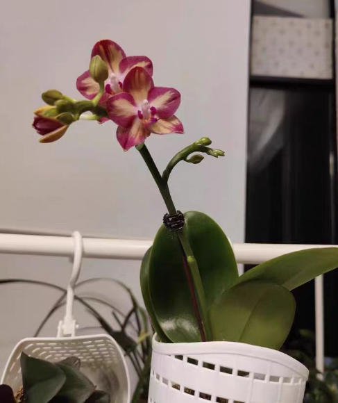 养蝴蝶兰水苔放多了会怎么样？养蝴蝶兰水苔放多好放少好？