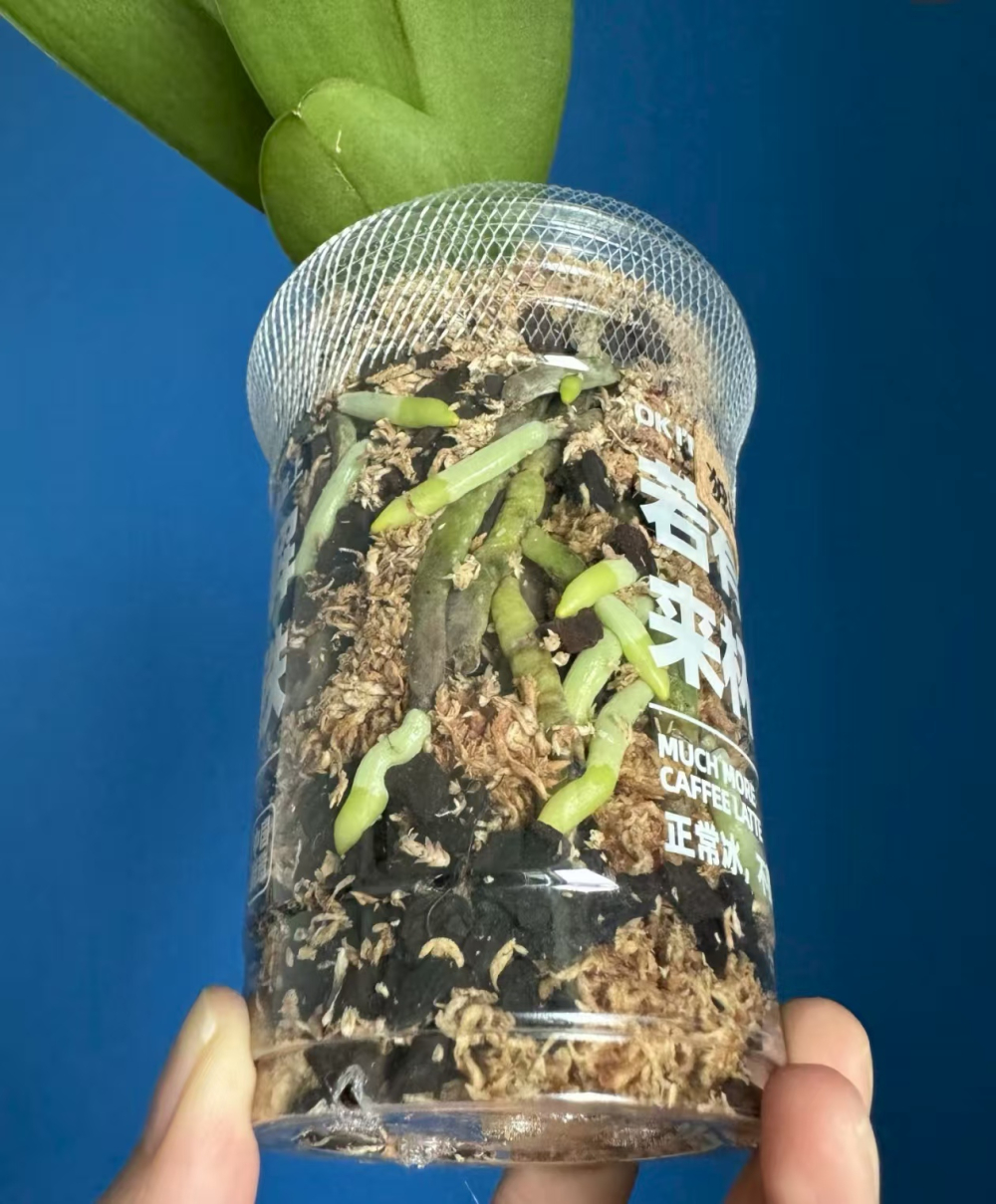 什么植物越剪越长得好呢?什么花花期最长最好看的？