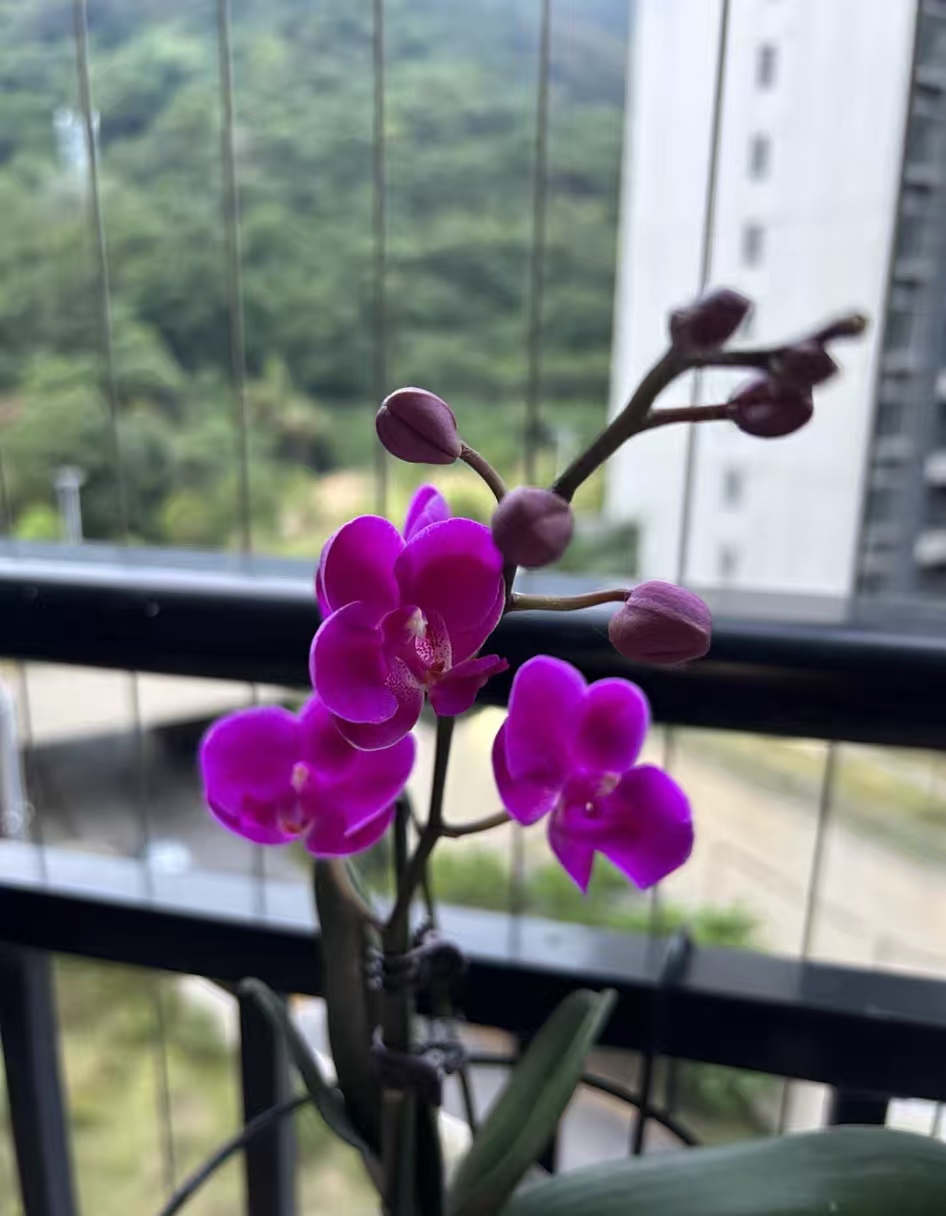 蝴蝶兰黄叶烂根最简单三个步骤？蝴蝶兰介质太湿怎么办？