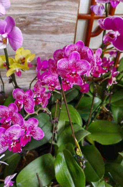 蝴蝶兰蜡质花容易枯萎吗？蝴蝶兰蜡质花难养吗？