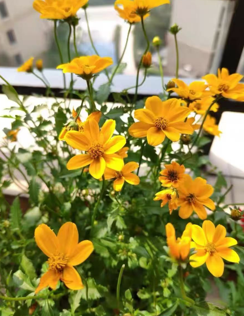 花期长的多年生花有哪些花？耐热又耐寒适合庭院种植的花卉推荐