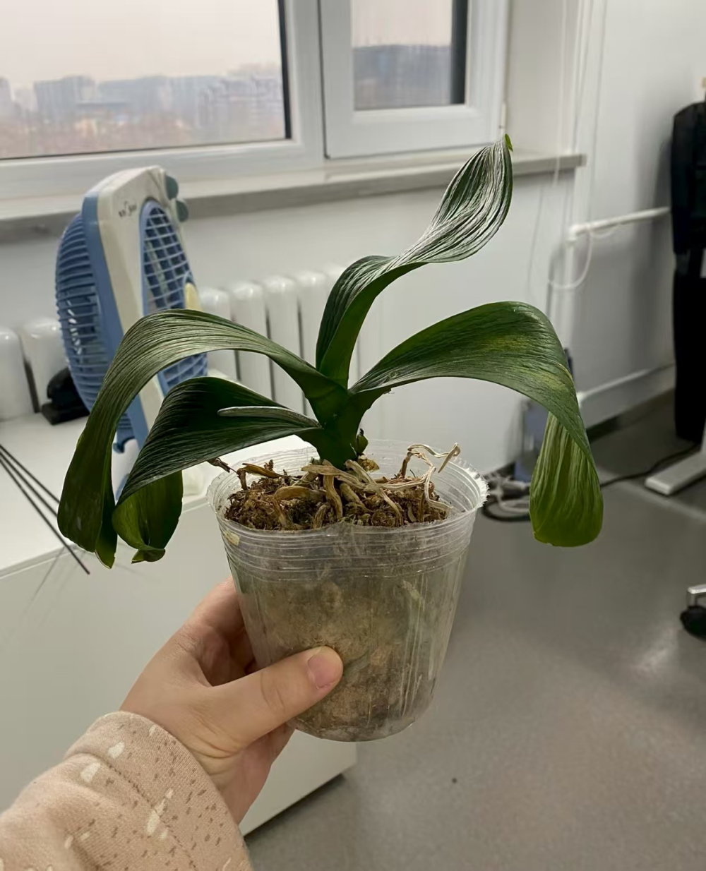 蝴蝶兰浇水注意事项有哪些？蝴蝶兰夏天浇水是多浇还是少浇水？