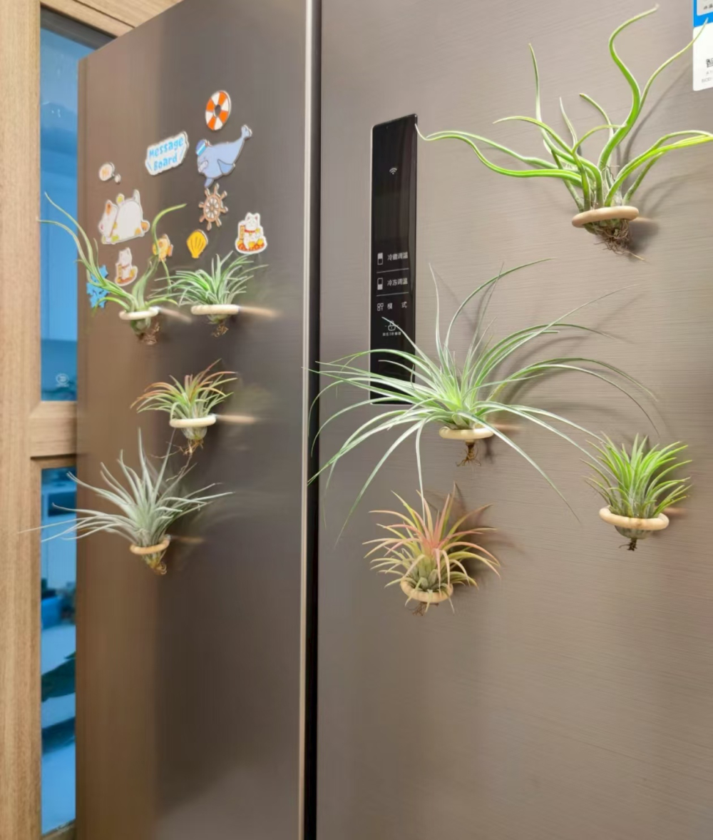 最好养的花是什么品种呢？新手养绿植适合养什么呢？