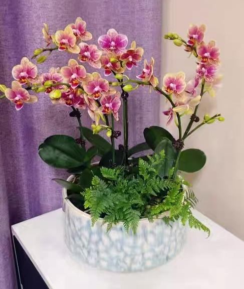 蝴蝶兰经常换盆好吗？蝴蝶兰频繁换盆会怎么样？