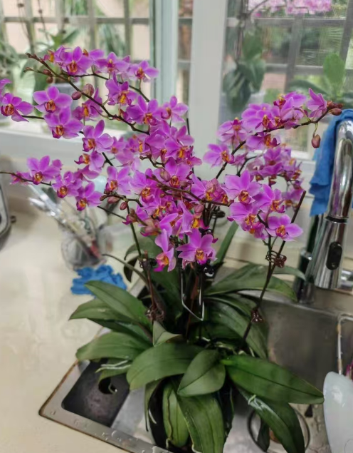 蝴蝶兰根系老化要剪掉吗？蝴蝶兰根系老化怎么处理？