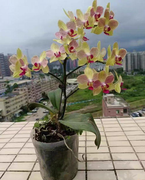 水苔养蝴蝶兰要多晒太阳吗？蝴蝶兰怎么晒才不伤苗？