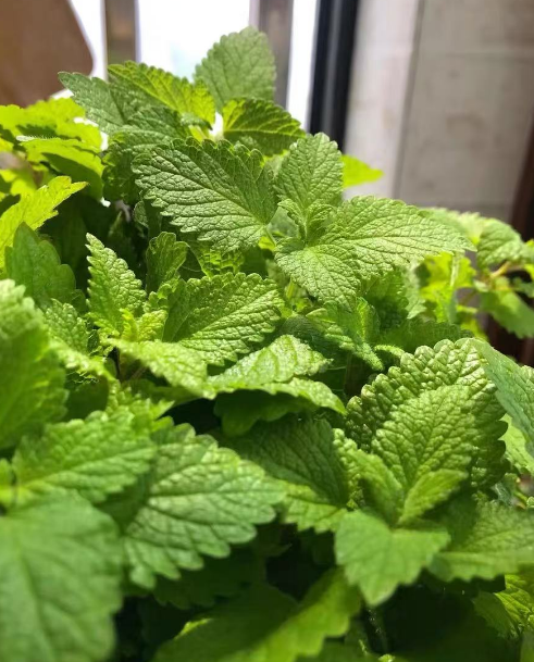 绿植有小飞虫怎么消灭？不招虫子的绿植品种有哪些？