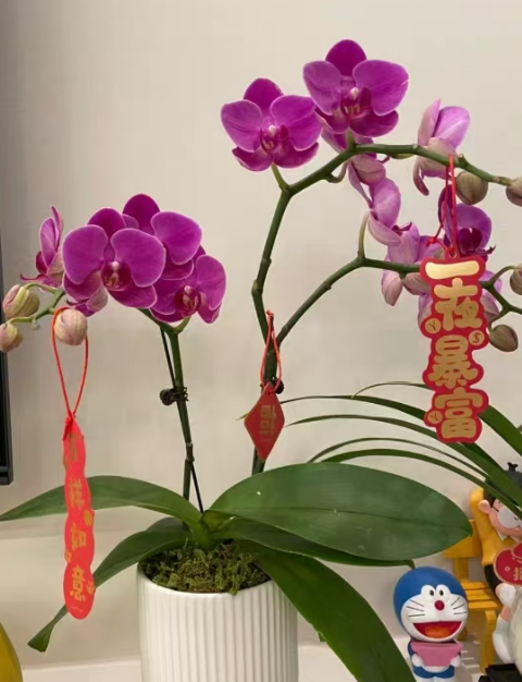 蝴蝶兰老苗会长小苗吗？蝴蝶兰长了小苗怎么办？