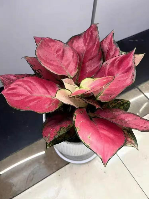什么植物适合放在卫生间？适合在空间小湿度大养殖的植物推荐