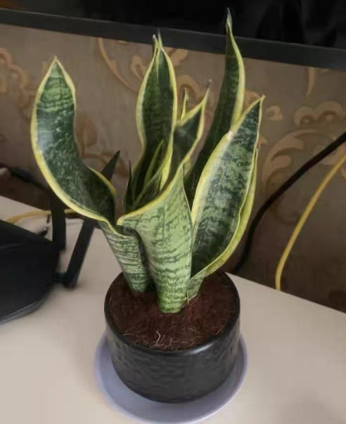 什么植物摘片叶子就能活？可以用叶子扦插的植物有哪些？