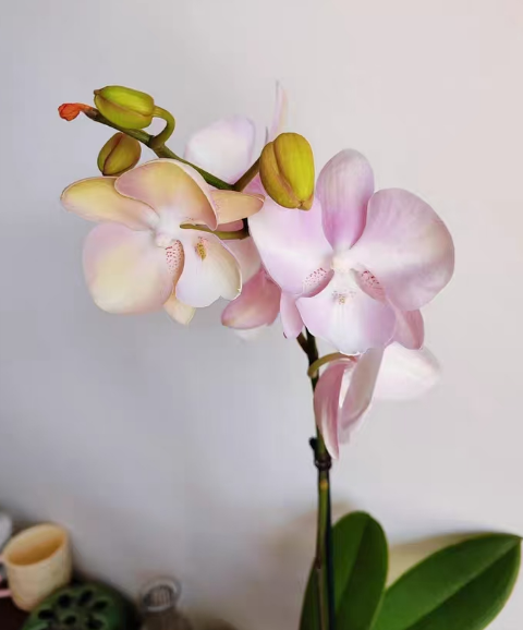 带花剑的蝴蝶兰能换盆吗？带花剑的蝴蝶兰怎么换盆呢？