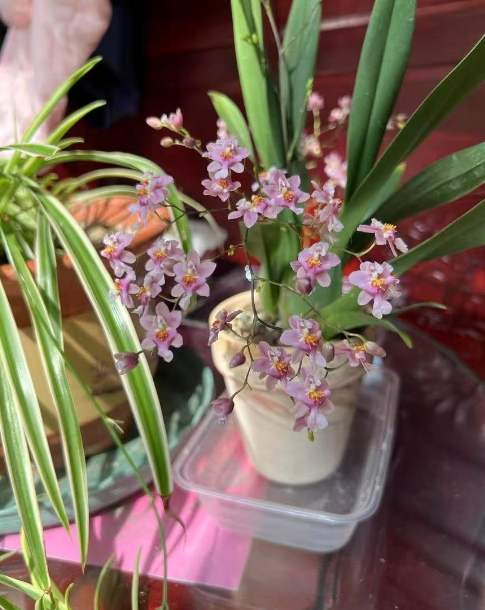 室内养有香味的花养什么花好？能在家里养的有香味的花有哪些？