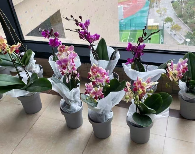 怎么判断蝴蝶兰的树皮是否脱落？蝴蝶兰树皮脱落怎么处理？