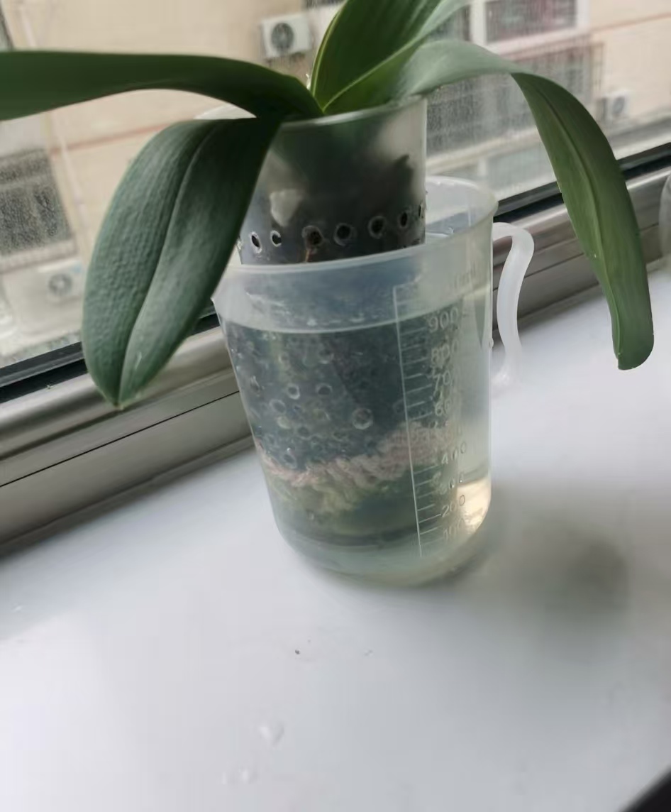 蝴蝶兰浇水的正确方法技巧？蝴蝶兰浸盆要浸多久一次呢？