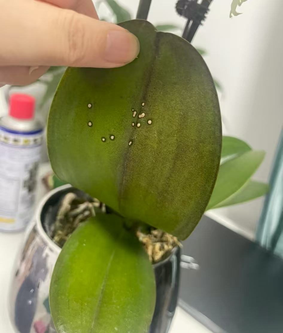 蝴蝶兰盆里有小飞虫怎样去除？蝴蝶兰多蚜虫蚧壳虫用什么药最好呢？