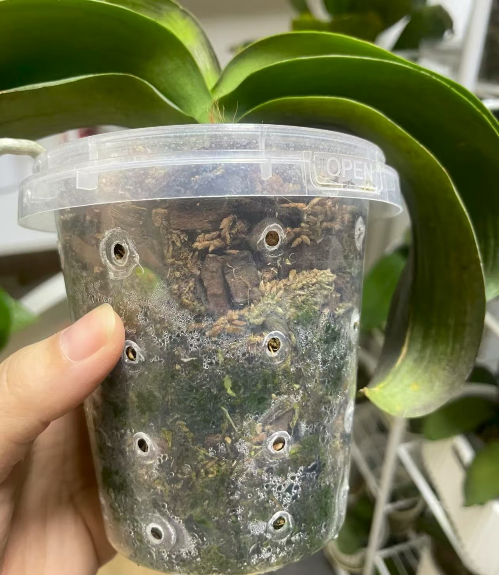 什么花是开花机器还好养？适合新手养的容易成活的花有哪些？