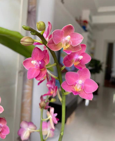 蝴蝶兰的侧芽怎么养根？蝴蝶兰长侧芽怎么分株？