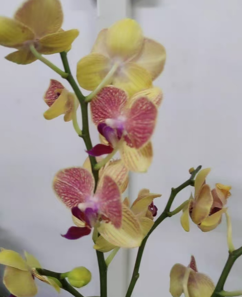 蝴蝶兰会长新苗出来吗？蝴蝶兰上长小苗还能开花吗？