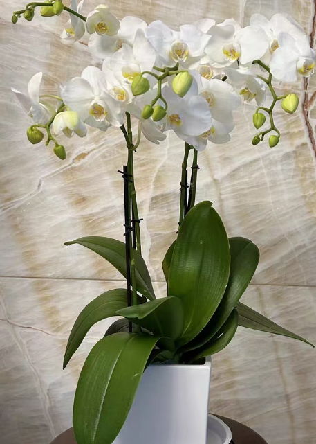 蝴蝶兰蜡质花花期长吗？蝴蝶兰蜡质花最建议买吗？
