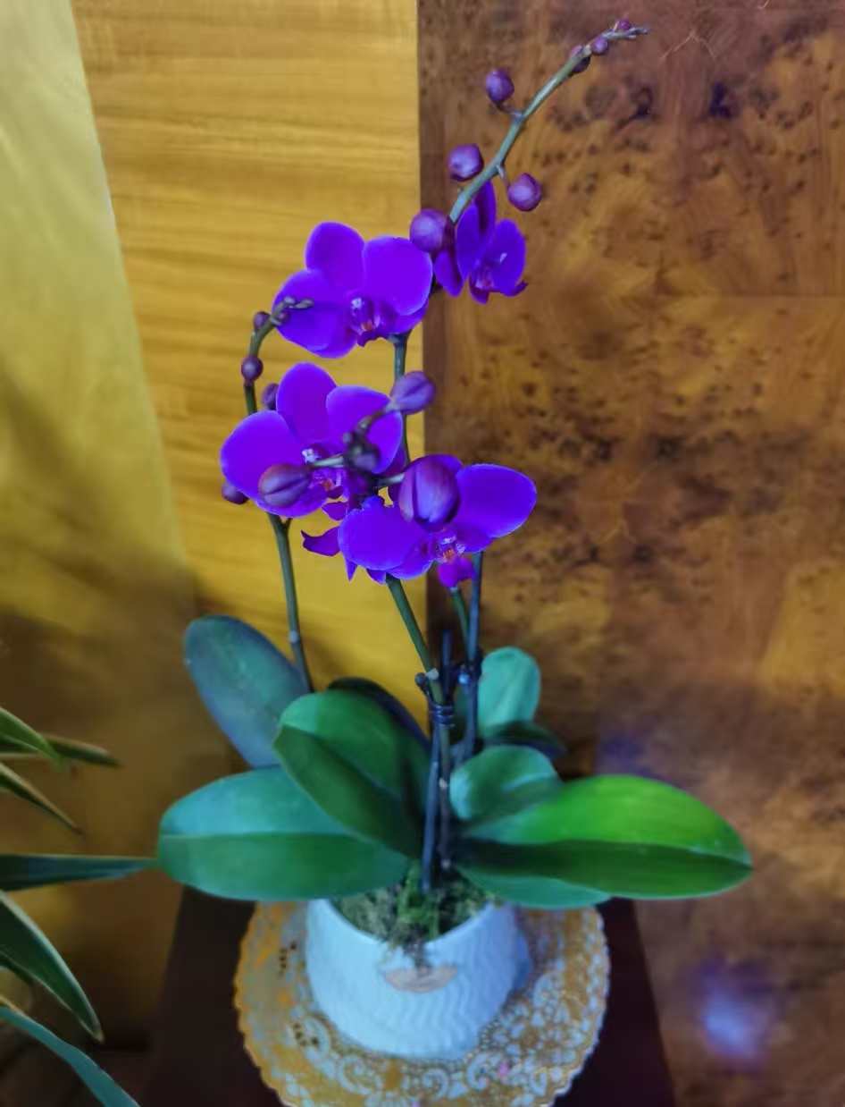 兰花实生苗是什么意思呢？商品兰和原生种花的区别是什么？