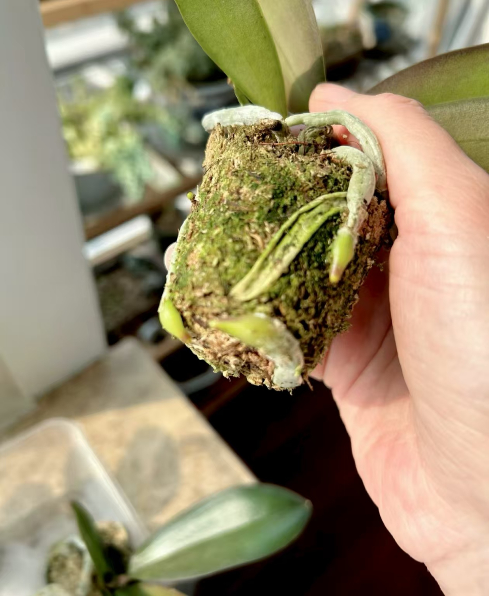 蝴蝶兰白绢病怎么得的呢？蝴蝶兰白绢病怎么治呢？