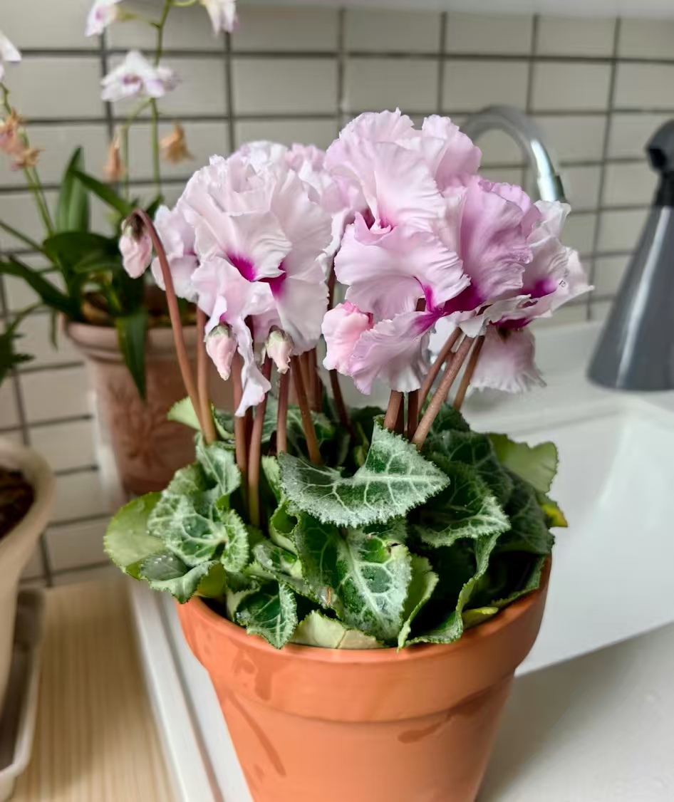 夏天要旱着养的花有哪些？为什么夏天的鲜花更容易枯萎呢？