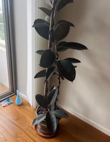 室内养什么绿植好看又好养？高颜值好养的绿植推荐