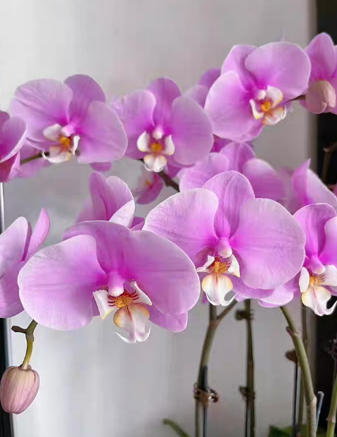 蝴蝶兰没有气根能开花？蝴蝶兰没根了如何生根？