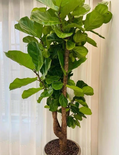 比较适合新手种的绿植有哪些？适合新手栽种容易成活的植物推荐