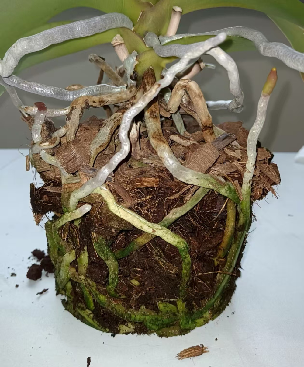 蝴蝶兰用国产水苔好还是智利水苔好呢？蝴蝶兰水苔最贵的三个品种？