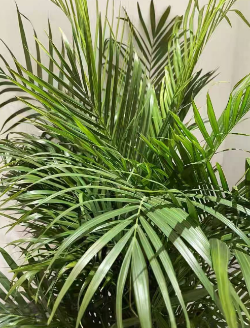 什么室内植物不需要阳光也能活？不需要阳光喜阴又好养的绿植推荐
