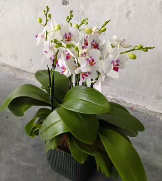 蝴蝶兰茎腐可以自愈么？蝴蝶兰茎腐病怎么治？