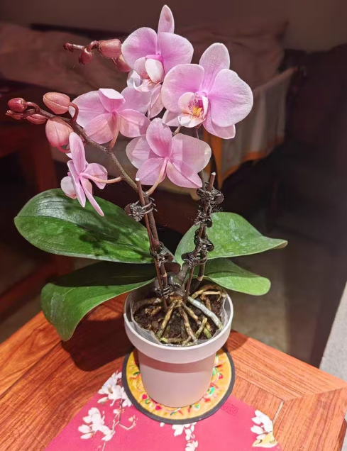 蝴蝶兰侧芽和小苗是不是一样的？蝴蝶兰小苗和侧芽的区别
