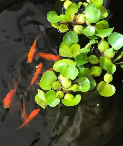 夏季水培植物好养吗？夏季水培植物什么最好养活呢？