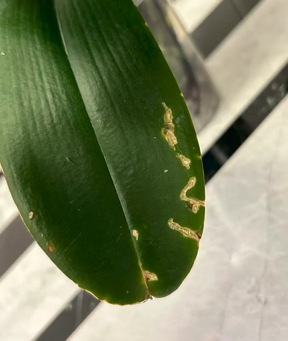 蝴蝶兰的叶子有什么作用和功效？从蝴蝶兰的叶片看健康情况？