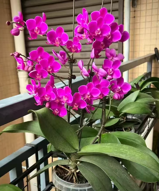 蝴蝶兰怎样才会长侧芽呢？蝴蝶兰出侧芽的几种情况
