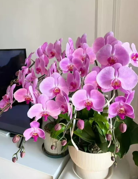 蝴蝶兰长小苗好不好？蝴蝶兰长小苗怎么处理？