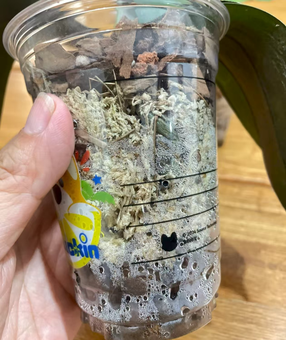 蝴蝶兰奶茶杯不打孔能用吗？奶茶杯种蝴蝶兰怎么浇水好？