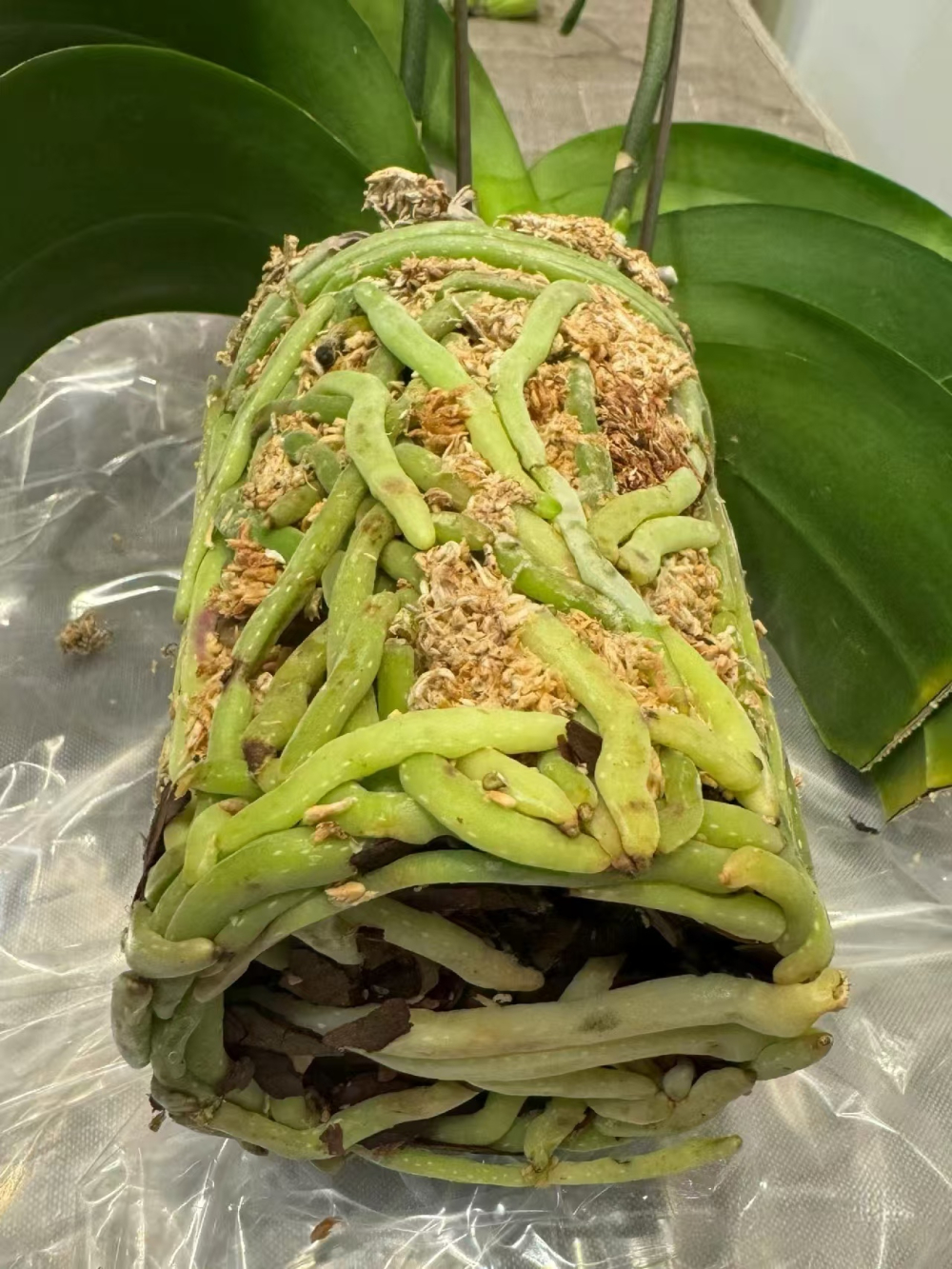 蝴蝶兰的茎有什么特点呢？蝴蝶兰怎样把根养的粗大呢？