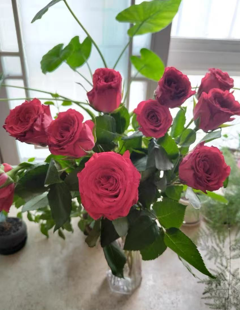 把花剪下来能在水中生长吗？可以做鲜切花的室内花有哪些？