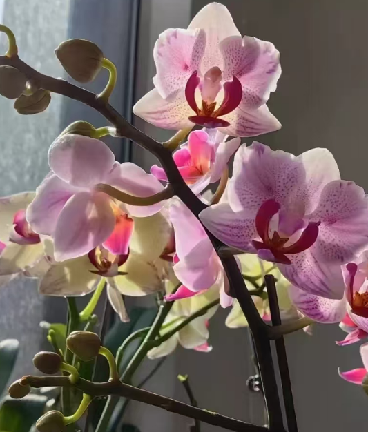 蝴蝶兰小苗和侧芽分株方法一样吗？蝴蝶兰小苗和侧芽分株方法区别？