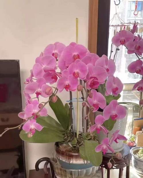蝴蝶兰得病了还能活吗？蝴蝶兰常见的病有哪些呢？