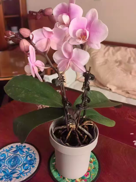 蝴蝶兰常见的颜色有哪些？蝴蝶兰什么颜色好养活一点？