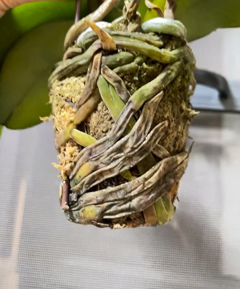 蝴蝶兰空根烂根怎么回事？蝴蝶兰浇水注意事项有哪些？