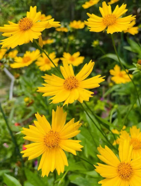 什么花开花好看还好养？五种耐热耐旱又好养的花推荐