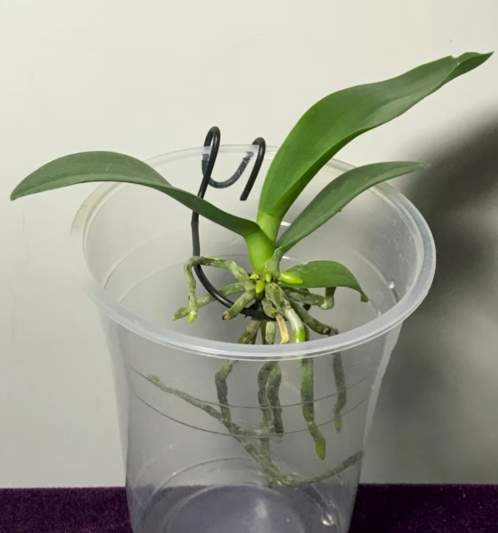 蝴蝶兰如何裸根水培种植呢？蝴蝶兰的水培方法和注意事项？